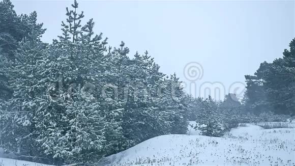 暴风雪森林自然雪冬暴风雪圣诞树和松林景观视频的预览图
