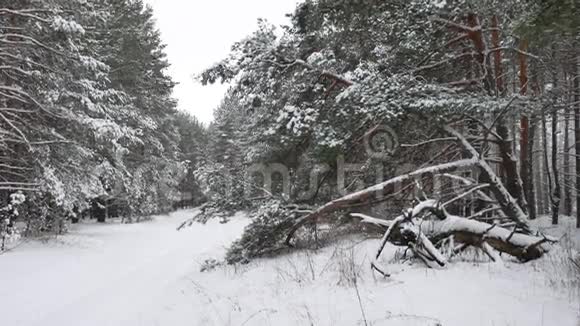 冬季自然森林松林雪景美丽冬季圣诞树背景视频的预览图