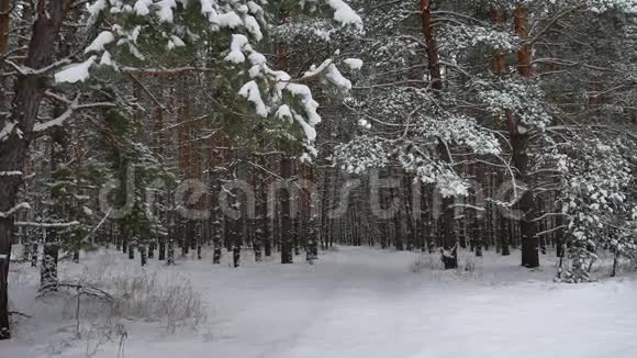 冬林自然雪松林与雪景冬雪美丽的圣诞树背景视频的预览图