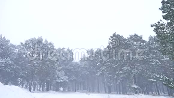美丽的圣诞暴雪树冬季景观在深夜雪景自然视频的预览图
