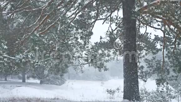 美丽的大自然圣诞树暴风雪冬季景观傍晚在雪景视频的预览图