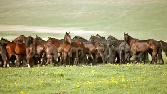 夏天牧场上的马群视频的预览图