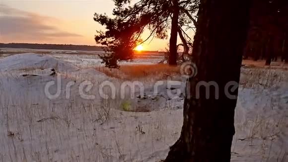 冬林和阳光景观圣诞树太阳美丽的冬林雪刺眼的阳光视频的预览图