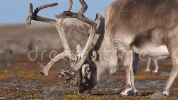野生动物自然生境中的北极驯鹿视频的预览图