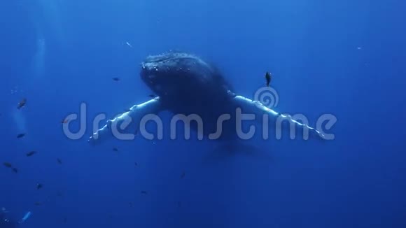 蓝海水中的驼鲸母鲸和小鲸视频的预览图