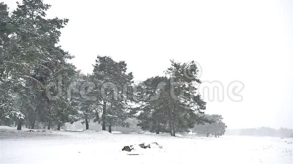 暴风雪在大自然的树林里冬天下雪圣诞树和松林景观视频的预览图