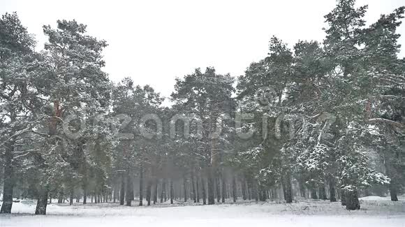 森林中的暴风雪冬季下雪大自然的圣诞树和松林景观视频的预览图