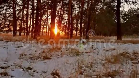冬林和阳光景观圣诞树美丽的冬天森林雪太阳刺眼的阳光视频的预览图