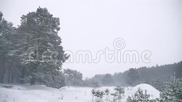 暴风雪树林暴风雪冬天圣诞树和自然松林景观视频的预览图