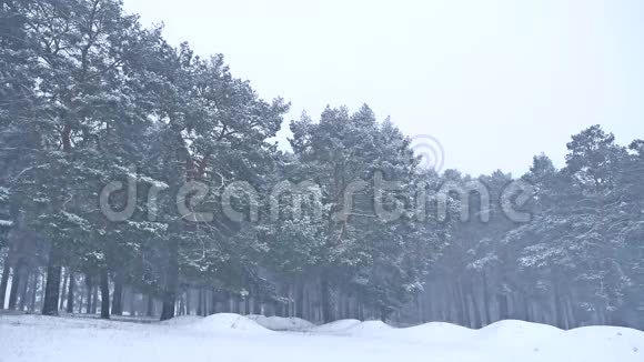 美丽的圣诞暴雪树冬季自然景观傍晚在雪景视频的预览图