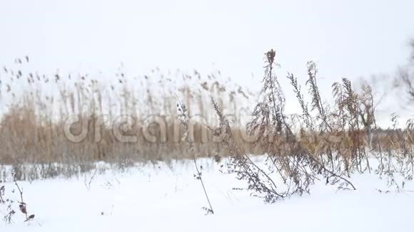 干燥的草在雪地里随风飘荡冬天的风景自然视频的预览图
