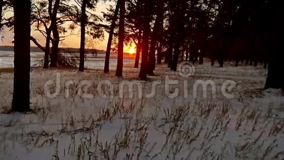冬林傍晚和阳光景观阳光圣诞树美丽的冬林雪刺眼的阳光视频的预览图
