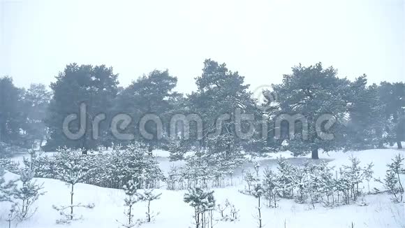 暴风雪森林冬季暴风雪自然圣诞树和松林景观视频的预览图
