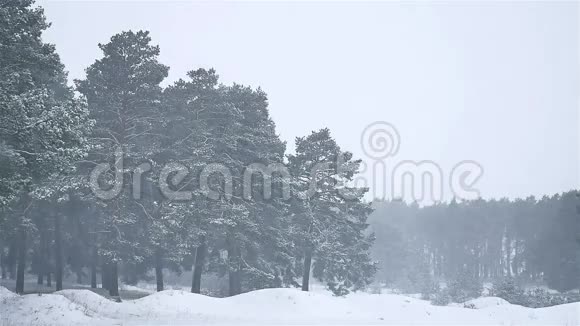暴风雪森林暴雪冬天圣诞树自然和松林景观视频的预览图