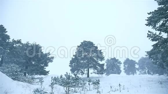 暴风雪冬季的树林里下雪暴风雪中的圣诞树和森林景观视频的预览图