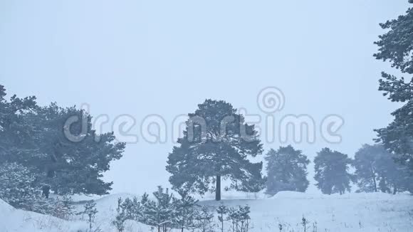 美丽的圣诞树暴风雪冬季景观傍晚自然在雪景视频的预览图