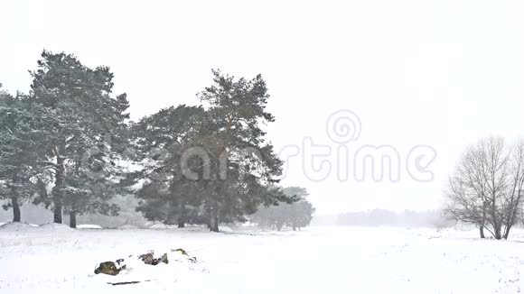 美丽的暴风雪圣诞树冬季景观傍晚在雪天自然景观视频的预览图