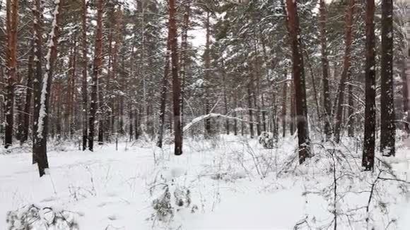 冬林全景视频的预览图