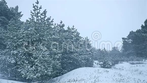 暴风雪森林自然冬天暴风雪圣诞树和松林景观视频的预览图
