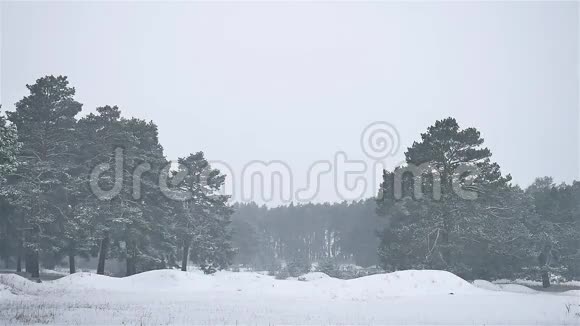 暴风雪暴风雪树林冬天下雪圣诞树和松树自然森林景观视频的预览图