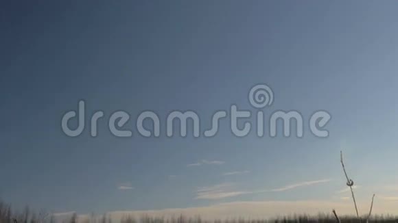 冬季常见芦苇芦苇和雪拉脱维亚的早春视频的预览图