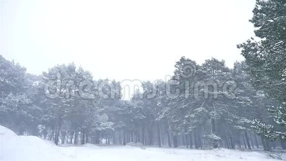 暴风雪森林暴风雪自然雪冬季圣诞树和松林景观视频的预览图