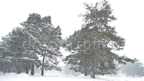 暴风雪暴风雪自然树林冬天圣诞树和松林景观视频的预览图