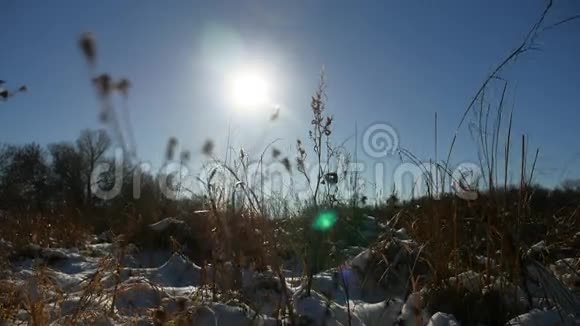冬天的干草在雪地里的风景自然雪视频的预览图