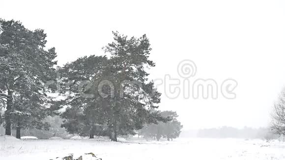 森林中的暴风雪冬季自然圣诞树和松林景观视频的预览图