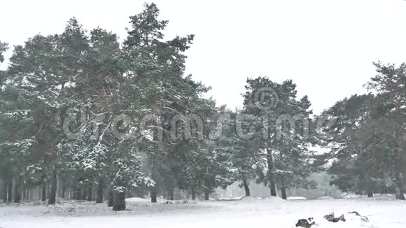 森林中的暴风雪冬季降雪圣诞树和松林景观视频的预览图
