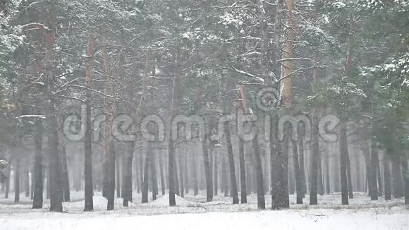 森林中的暴风雪冬季降雪圣诞树和松林景观视频的预览图