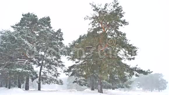美丽的暴雪圣诞树自然冬季景观傍晚在雪景视频的预览图