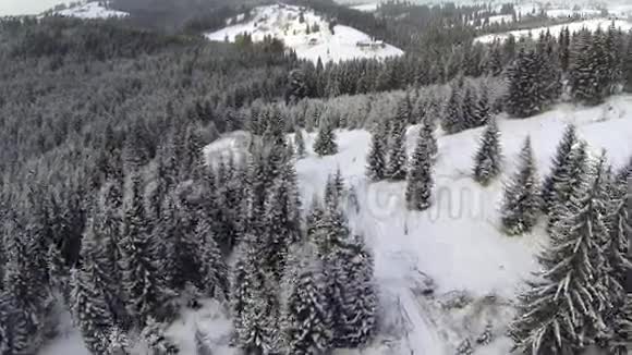 喀尔巴阡山针叶林空中拍摄视频的预览图