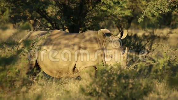 天然栖息地的白犀牛视频的预览图