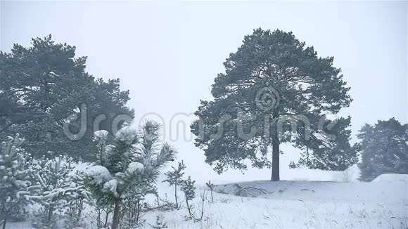 暴风雪森林下雪大自然冬季暴风雪圣诞树和松林景观视频的预览图
