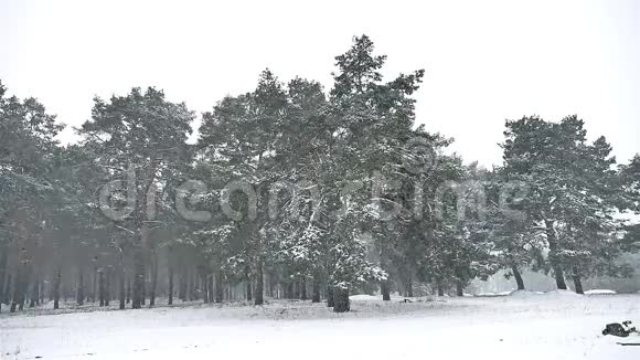 森林中的暴风雪冬季下雪圣诞树和松林景观自然视频的预览图