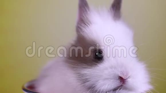春天兔宝宝复活节概念视频的预览图