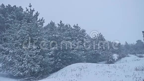 美丽的圣诞树大自然暴雪的冬季景观在的雪景视频的预览图