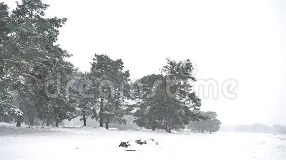森林中的暴风雪自然冬天下雪圣诞树和松林景观视频的预览图