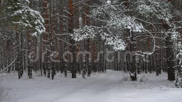 冬林自然雪松林雪景雪美丽的冬天圣诞树的背景视频的预览图