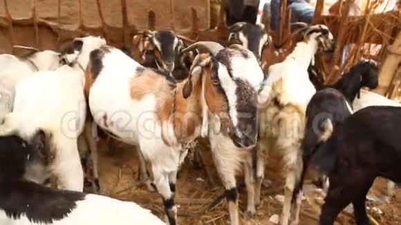 农村地区的山羊视频的预览图