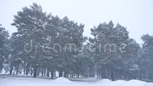 美丽的圣诞暴雪树冬季景观晚自然的雪景视频的预览图