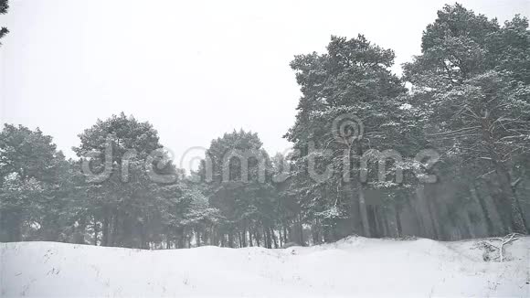 暴风雪森林雪暴雪自然冬天圣诞树和松林景观视频的预览图