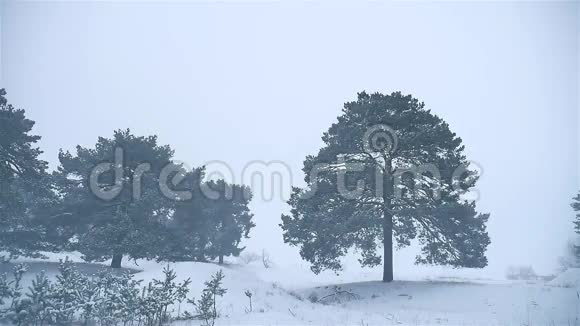 暴风雪森林冬天暴风雪大自然圣诞树和松林景观视频的预览图