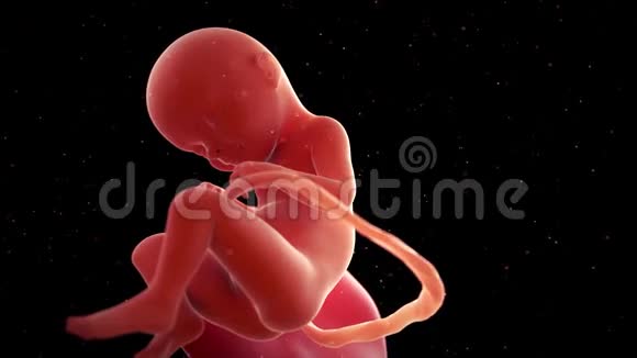一个胎儿第33周视频的预览图