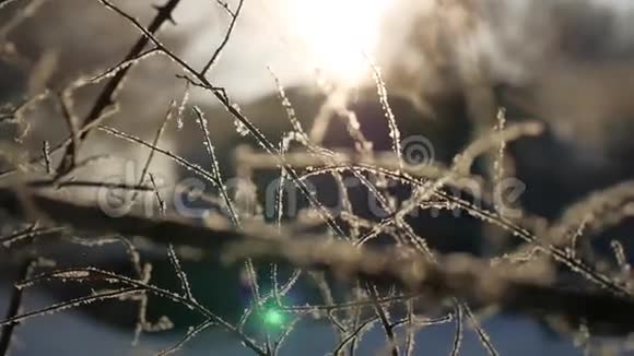 寒冷的冬天树枝阳光阳光美丽的阳光风景视频的预览图