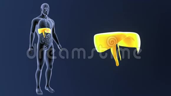 横膈膜放大器官视频的预览图