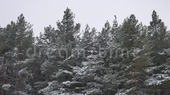 冬季树顶在雪的冬季森林自然景观美丽的圣诞树背景视频的预览图