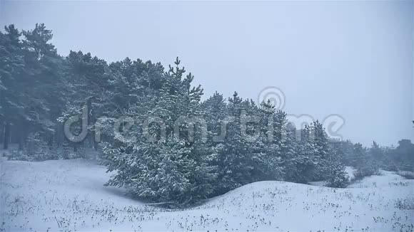 暴风雪冬天的树林里下雪自然暴风雪的圣诞树和松林景观视频的预览图