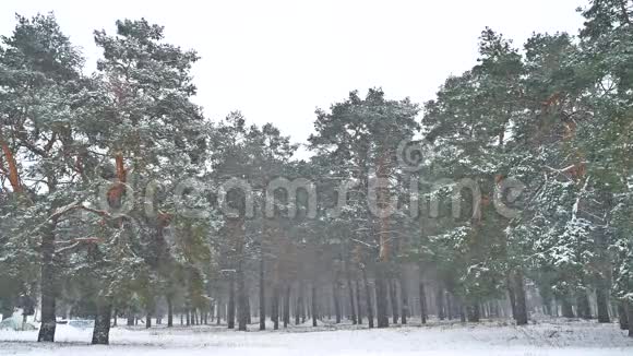 美丽的暴雪自然圣诞树在冬季景观的深夜雪景视频的预览图